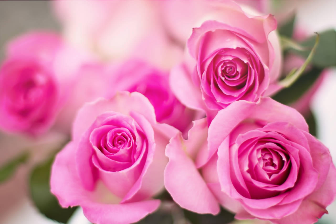 pink roses